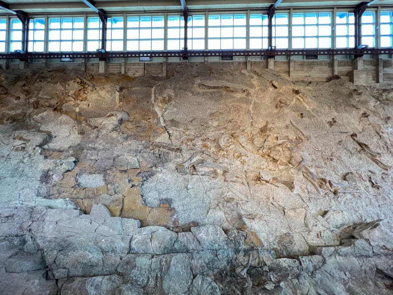 Vernal, UT USA - June 7, 2023: Ancient Dinosaur bones embedded in rock in an exhibit at Dinosaur National Monument near Vernal, UT. Vernal, UT USA - June 7, 2023: Ancient Dinosaur bones embedded in rock in an exhibit at Dinosaur National Monument near Vernal, UT