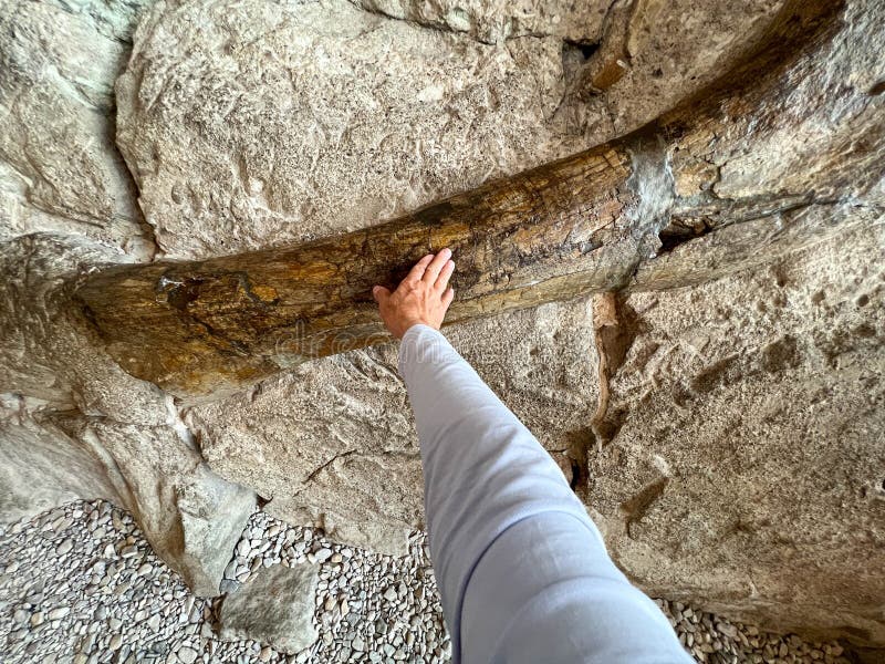 Vernal, UT USA - June 7, 2023: A person touching Ancient Dinosaur bones embedded in rock in an exhibit at Dinosaur National Monument near Vernal, UT. Vernal, UT USA - June 7, 2023: A person touching Ancient Dinosaur bones embedded in rock in an exhibit at Dinosaur National Monument near Vernal, UT