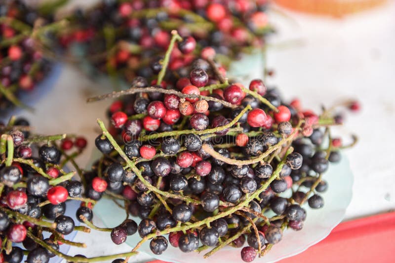 Antidesma thwaitesianum fruit Thai Blueberry in de lokale vrucht in het noordoostelijke deel van de rode bosbessen in Azië - punc royalty-vrije stock afbeelding Antidesma thwaitesianum fruit Thai Blueberry in de lokale vrucht in het noordoostelijke deel van de rode bosbessen in Azië - punc royalty-vrije stock afbeelding