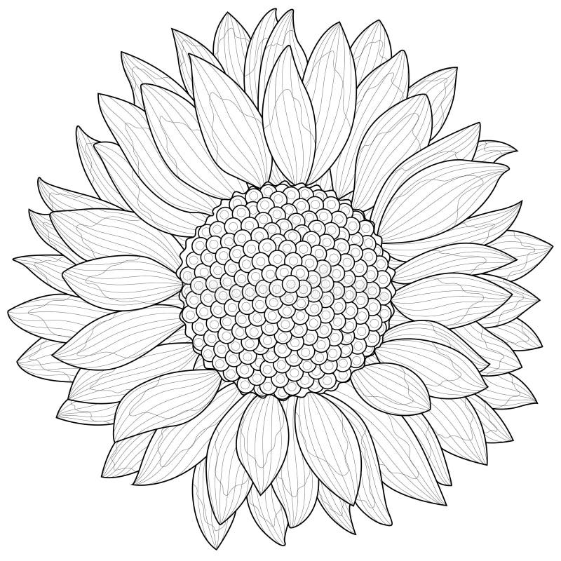 Flor Del Modelo De Libro Para Colorear Para Los Adultos Ilustración  Vectorial. Antiestrés Colorear Para Adultos. Estilo De Zentangle. Líneas  Blancas Y Negras. Modelo Del Cordón Ilustraciones svg, vectoriales, clip  art vectorizado