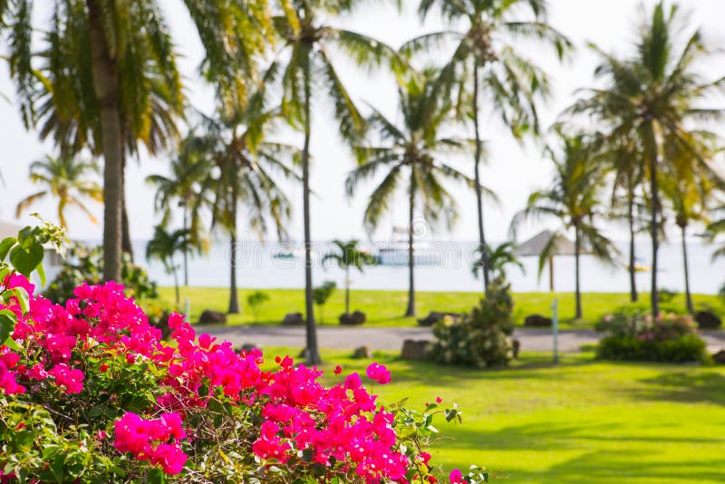 Antigua, Caribbean islands, English Harbour - May 20, 2017: Idyllic tropical palm garden in the the Freeman`s bay. Antigua, Caribbean islands, English Harbour - May 20, 2017: Idyllic tropical palm garden in the the Freeman`s bay