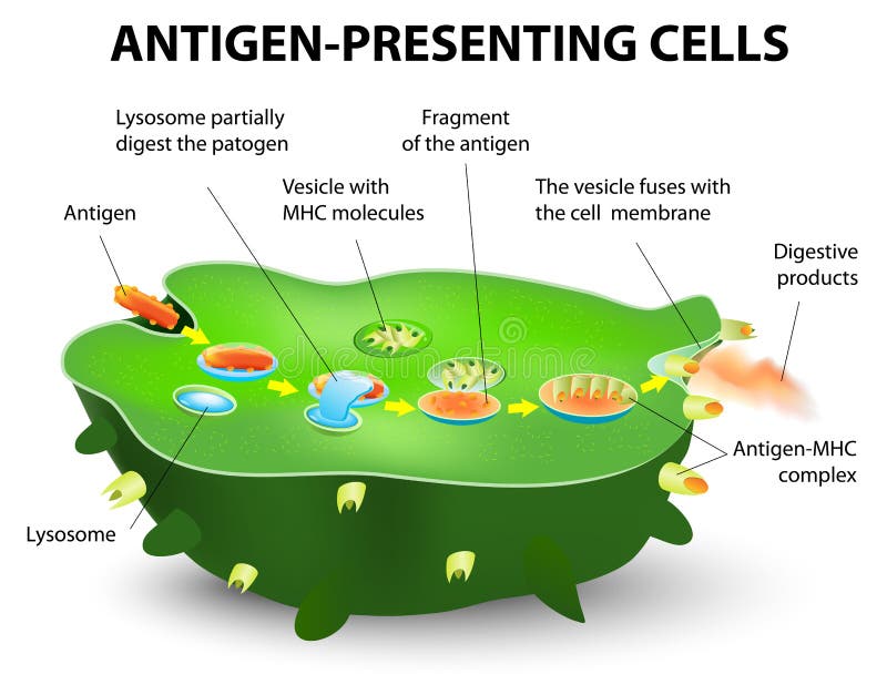 Antigène-présentation de la cellule
