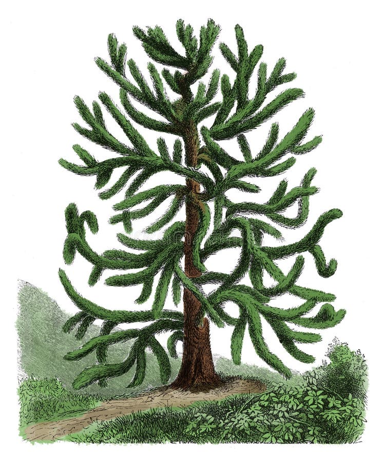 Antik botanisk gravyr för Araucariaaraucana
