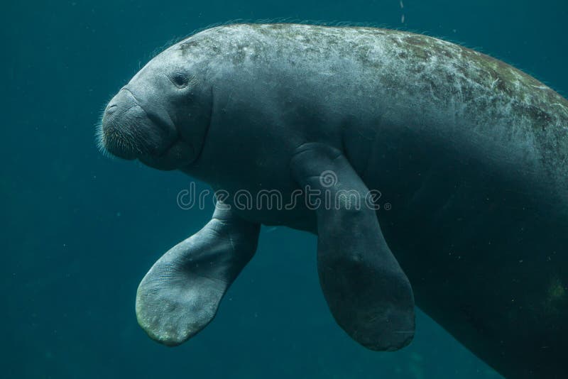 Antillean Manatis u. x28; Trichechus-manatus manatus& x29; stockfoto Antillean Manatis u. x28; Trichechus-manatus manatus& x29; stockfoto