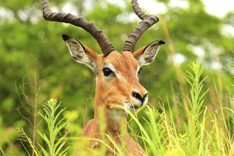 antilope royalty-vrije stock fotografie antilope royalty-vrije stock fotografie