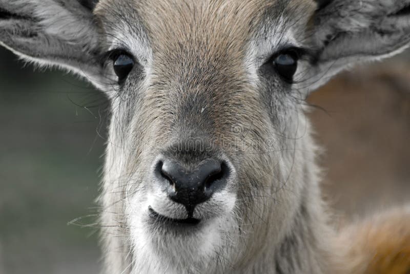 Antilope stockbild. Bild von sorte, antilope, rotwild 94268301