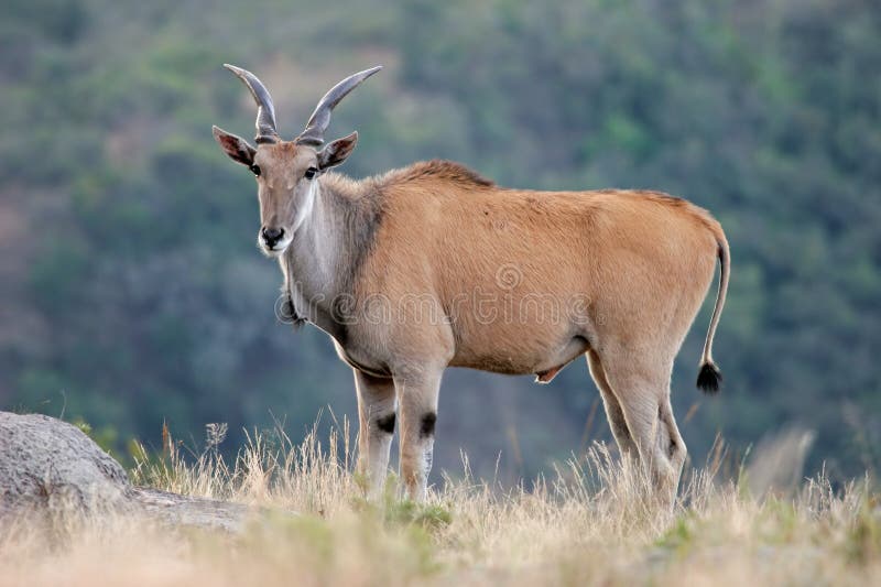 Antilope d'Eland image libre de droits Antilope d'Eland image libre de droits