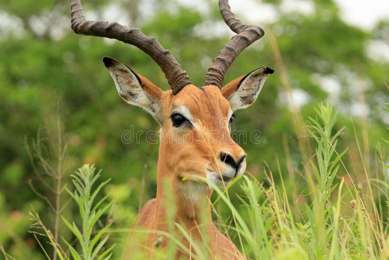 Antilope nel parco di safari nel Sudafrica fotografia stock libera da diritti Antilope nel parco di safari nel Sudafrica fotografia stock libera da diritti