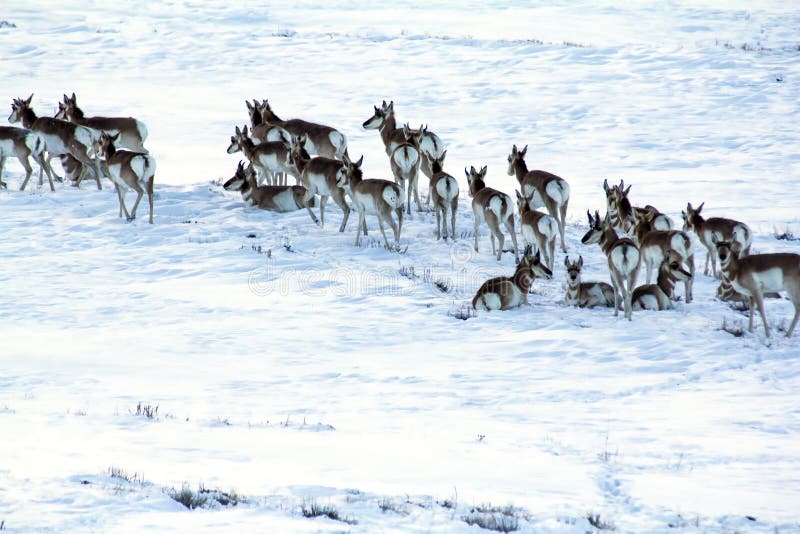 Antilope of vorkbokken in de sneeuw royalty-vrije stock foto