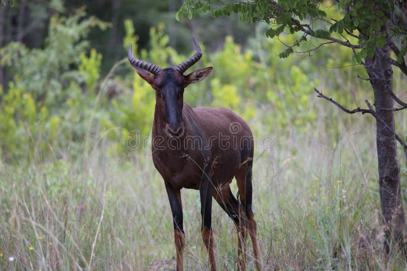 Antilope in Zimbabwe, het Nationale Park van Hwange stock afbeelding Antilope in Zimbabwe, het Nationale Park van Hwange stock afbeelding