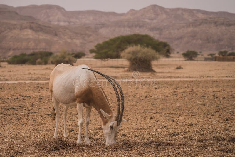 Antilope в десерте Израиля стоковая фотография Antilope в десерте Израиля стоковая фотография
