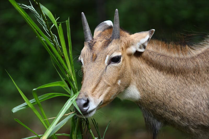 The nilgai (Boselaphus tragocamelus), sometimes called nilgau, is an antelope, and is one of the most commonly seen wild animals of central and northern India and eastern Pakistan; it is also present in parts of southern Nepal. The mature males appear ox-like and are also known as blue bulls. The nilgai is the biggest Asian antelope. Nilgai stand 1.2-1.5 meters (4–5 feet) at the shoulder and are 1.8-2 meters (6-6.6 feet) long. Their tails are 40-45 centimeters. Mature nilgai typically weigh 120-240 kilograms. Nilgai antelopes are found in the north Indian plains from the base of the Himalayas in the north, down to the state of Karnataka in the South, and from the Gir forest and from all along the entire eastern length of Pakistan and over across the border of Rajasthan in the West to the states of Assam and West Bengal in the East; in Nepal, they occur patchily in the southern lowlands. The population density in central India is 0.07 animals per square kilometer. The nilgai (Boselaphus tragocamelus), sometimes called nilgau, is an antelope, and is one of the most commonly seen wild animals of central and northern India and eastern Pakistan; it is also present in parts of southern Nepal. The mature males appear ox-like and are also known as blue bulls. The nilgai is the biggest Asian antelope. Nilgai stand 1.2-1.5 meters (4–5 feet) at the shoulder and are 1.8-2 meters (6-6.6 feet) long. Their tails are 40-45 centimeters. Mature nilgai typically weigh 120-240 kilograms. Nilgai antelopes are found in the north Indian plains from the base of the Himalayas in the north, down to the state of Karnataka in the South, and from the Gir forest and from all along the entire eastern length of Pakistan and over across the border of Rajasthan in the West to the states of Assam and West Bengal in the East; in Nepal, they occur patchily in the southern lowlands. The population density in central India is 0.07 animals per square kilometer.