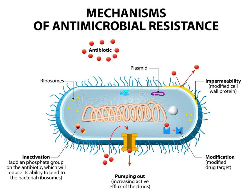 Antimicrobial opór