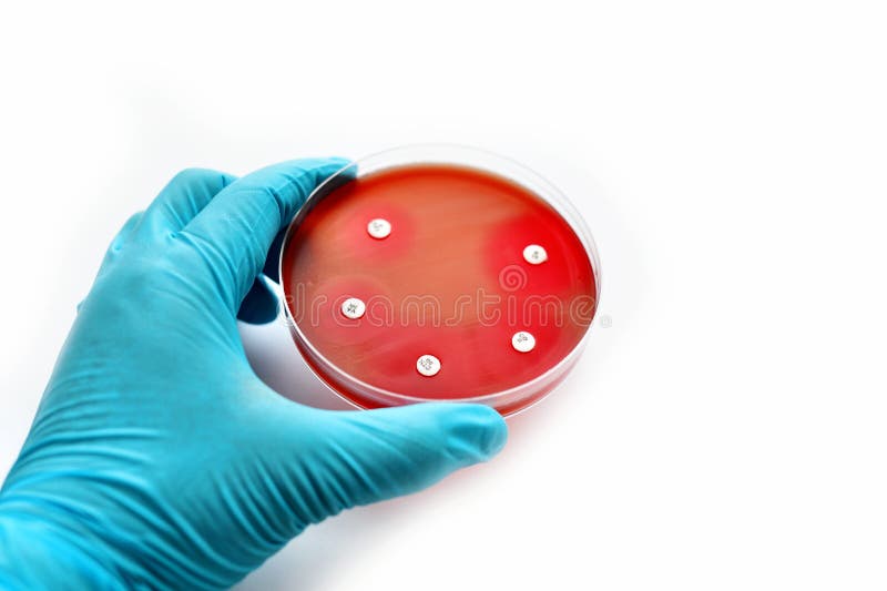 Antimicrobial Susceptibility Test Stock Photo Image of dish