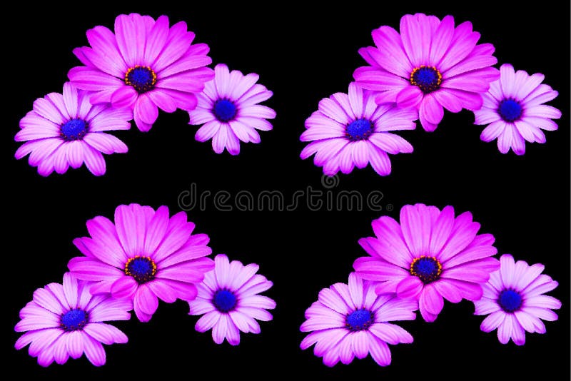 Antique Pink Daisy Flowers is a popular spray flower in the Pompom family. Each stem has an average of 3-5 flowers. Antique Pink Daisy Flowers is a popular spray flower in the Pompom family. Each stem has an average of 3-5 flowers