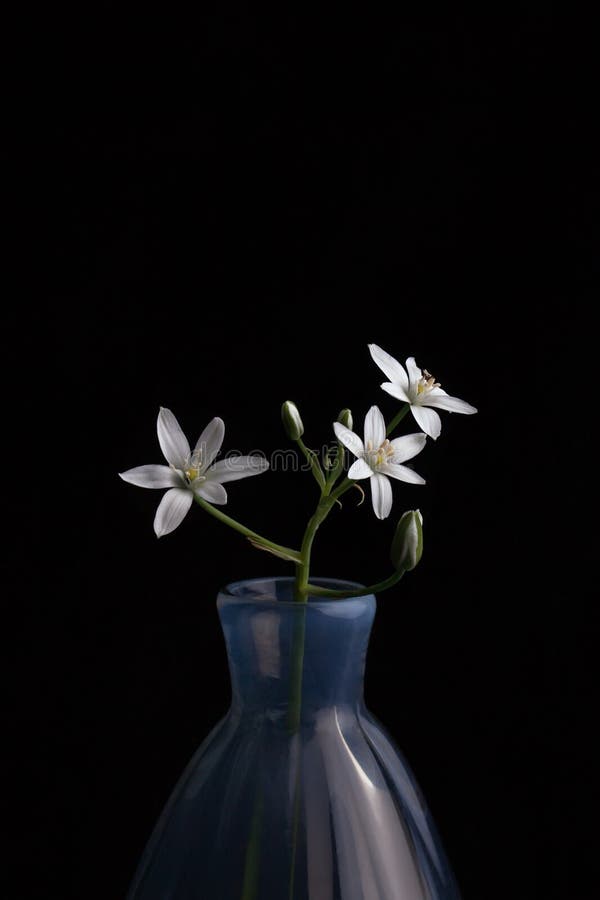 Antique Blue Vase Branch Small White Flowers Stock Photos Free