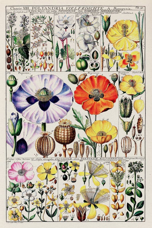 Classification Plant Stock Illustrations – 389 Classification Plant ...