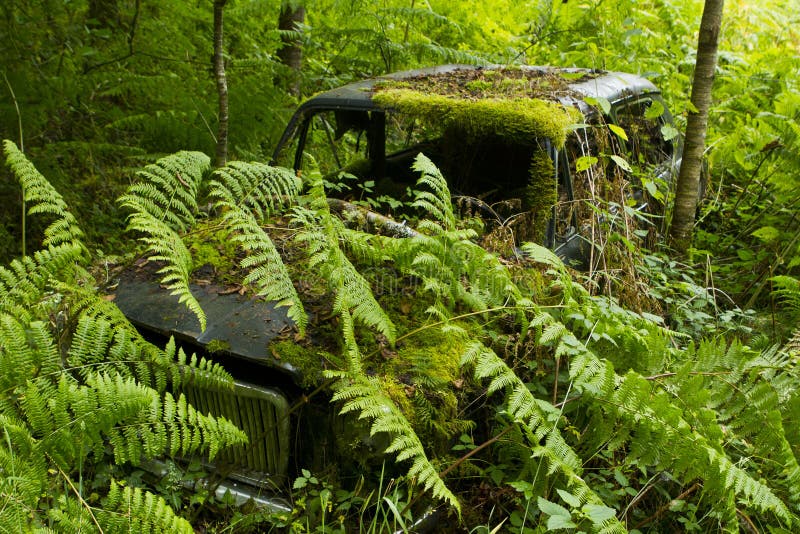 Antique car in woods stock image. Image of vintage, trees - 24029479