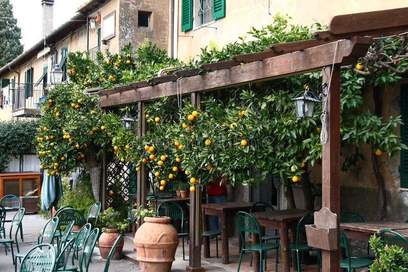 Antique Coffee Surrounded by a Fragrant Citrus Plant Stock Photo