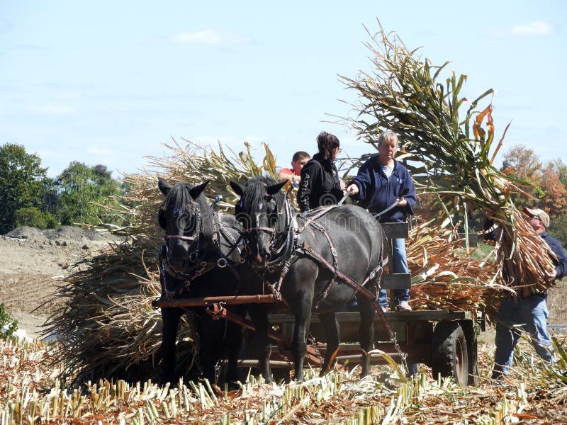 Antique Corn Harvest in NYS Using Draft Horses Editorial Photography