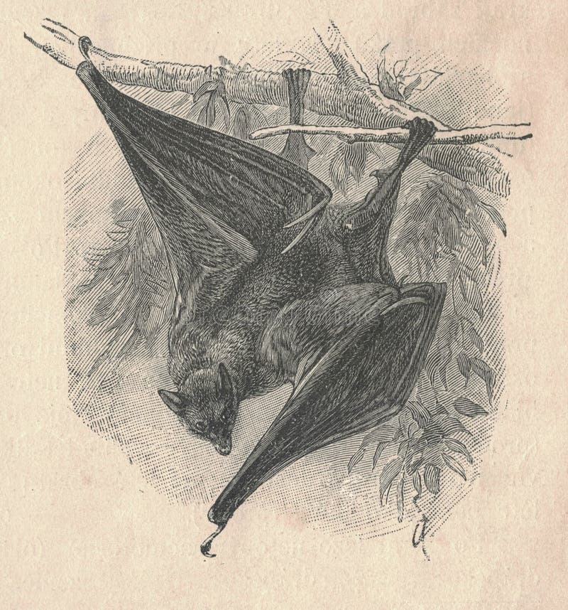 Antique engraved illustration of a megabat. Vintage illustration of a megabat. Antique engraved picture of a megabat