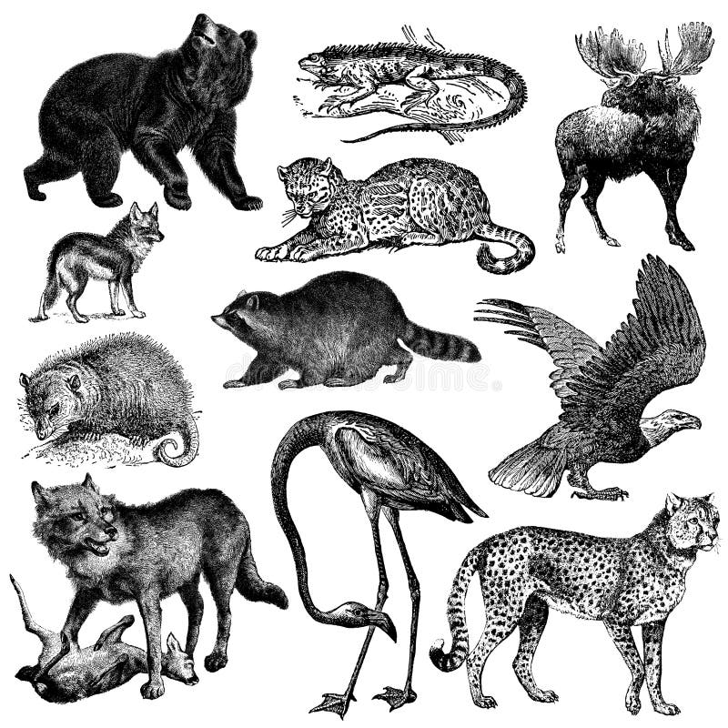 Antique engraving of a collection of North American fauna illustrations. From left to right: American black bear, alligator, iguana, elk, coyote, bald eagle, opossum, raccoon, wolf, American flamingo, ocelot. Illustrations published in Systematischer Bilder-Atlas zum Conversations-Lexikon, Ikonographische Encyklopaedie der Wissenschaften und Kuenste Brockhaus, Leipzig, 1844 and in Systematische