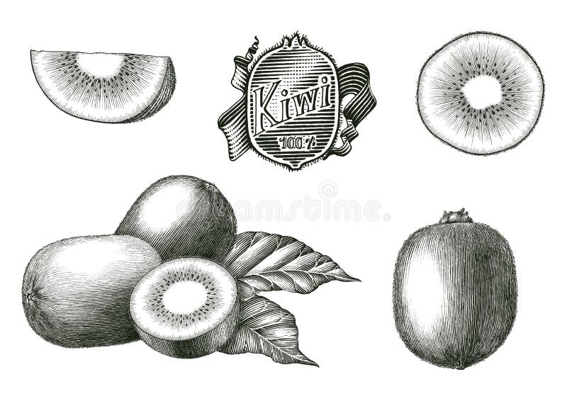 Antique engraving illustration of Kiwi fruit collection hand draw vintage style black and white clip art isolated on white