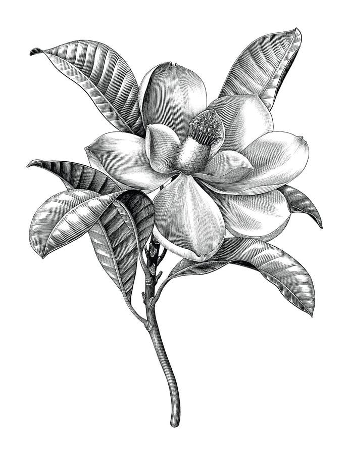 Magnolia Flower Drawing Illustration. Black And White With Line Art ...