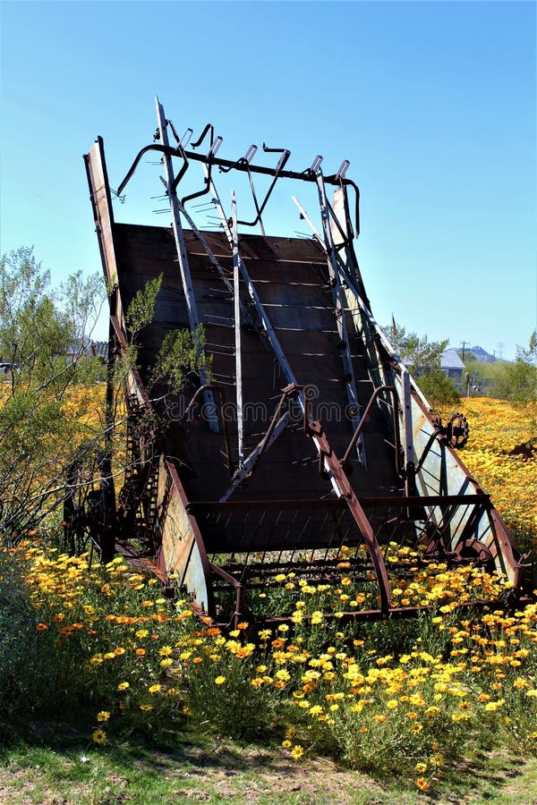 Antique Farm Equipment in a Wild Africa Daisy, Osteospermum, Mesa, Arizona, Maricopa County 免版税库存图片 Antique Farm Equipment in a Wild Africa Daisy, Osteospermum, Mesa, Arizona, Maricopa County 免版税库存图片