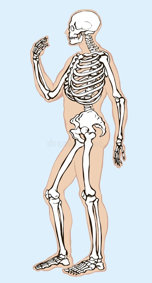 3,823 Skeletal System Drawing Stock Photos, High-Res Pictures, and Images -  Getty Images