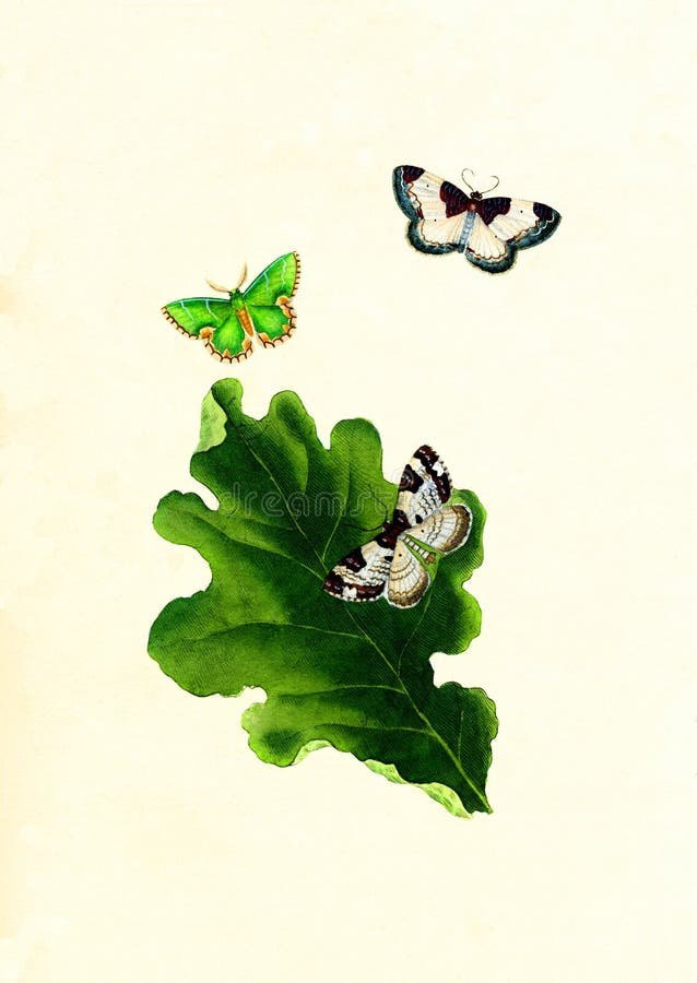 Antique Illustration of Colourful Insects