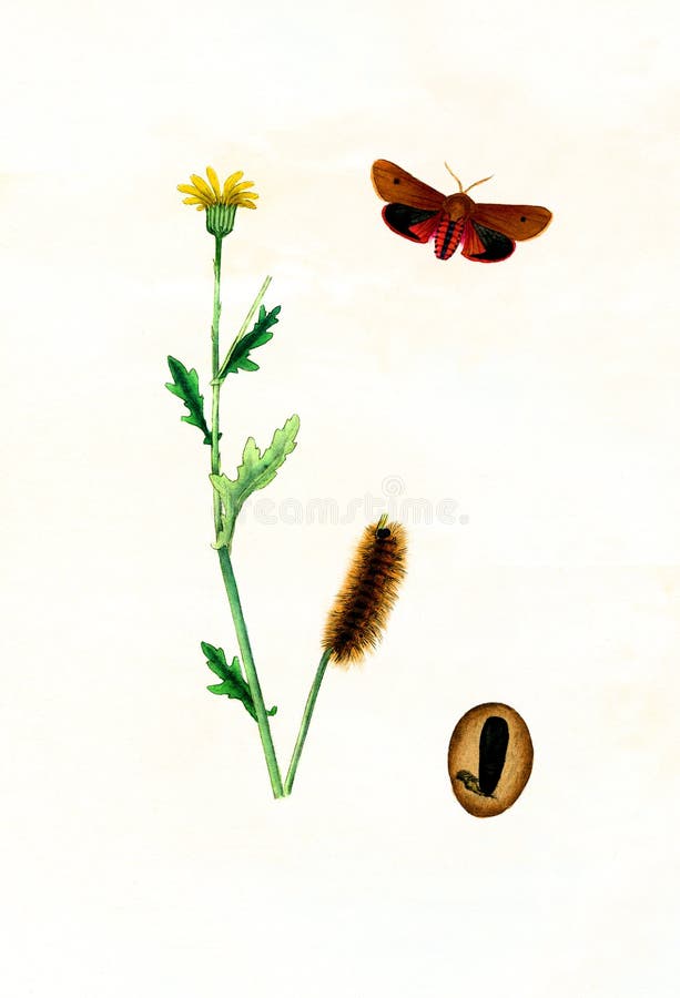 Antique Illustration of Colourful Moth