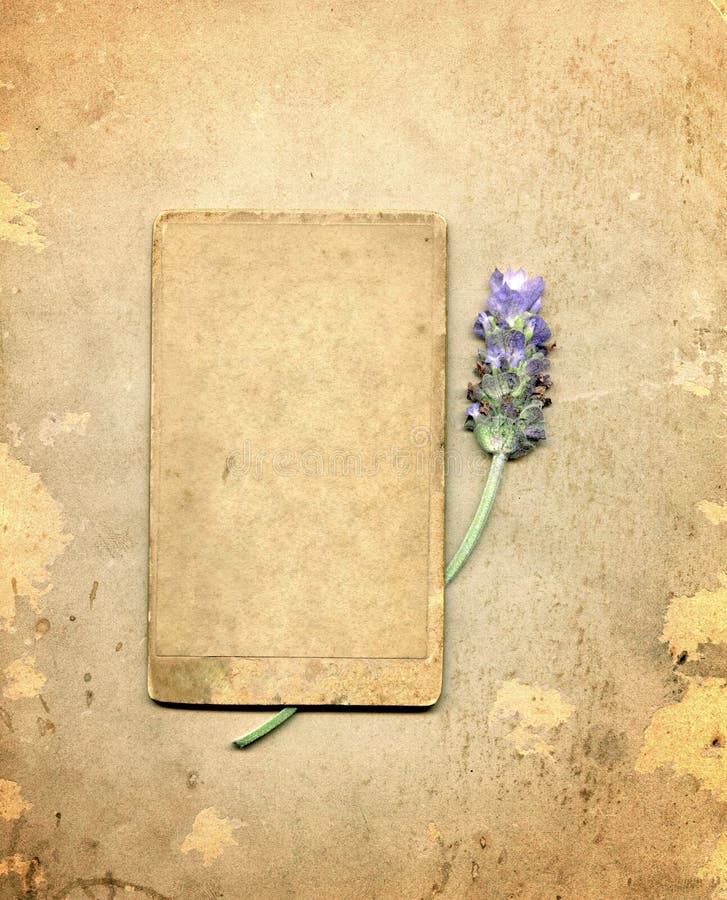 Antique Lavender royalty free stock photos