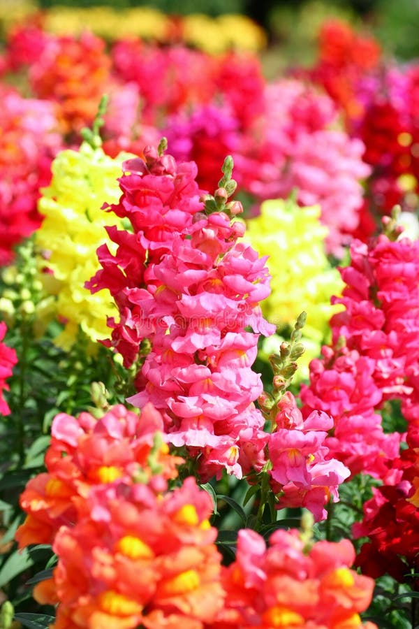 Beautiful colored snapdragon flowers in a garden. Beautiful colored snapdragon flowers in a garden