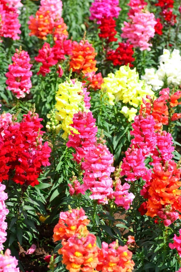 Beautiful colored snapdragon flowers in a garden. Beautiful colored snapdragon flowers in a garden