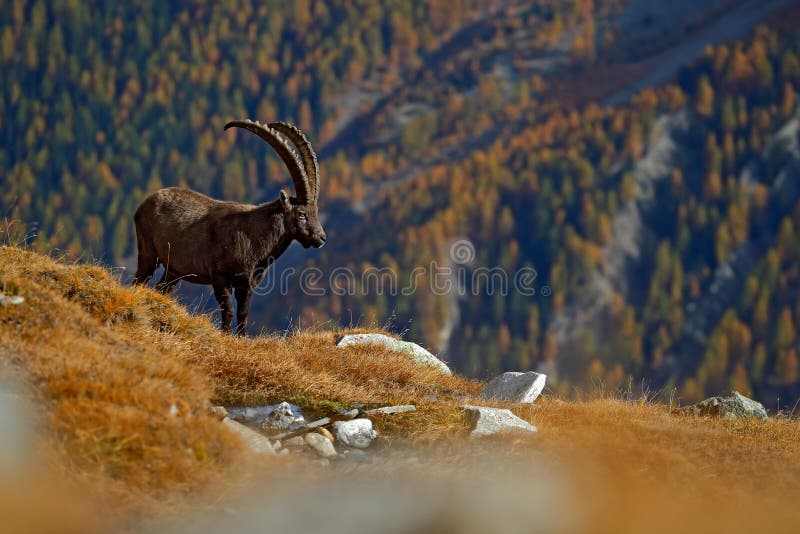 Antler Alpine Ibex, Capra ibex ibex, animal in the nature habitat, with autumn orange larch tree and rocks in background, National