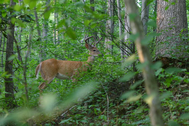 Antlered Whitetail Deer in Velvet