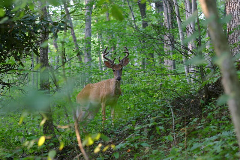 Antlered Whitetail Deer in Velvet