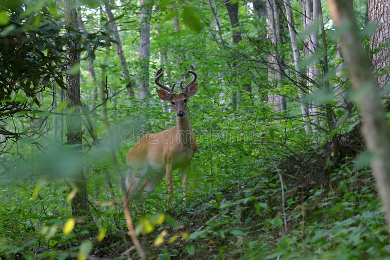 Antlered Whitetail Deer in Velvet