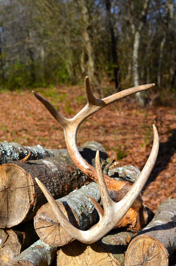 Antlers resting on a stack of firewood