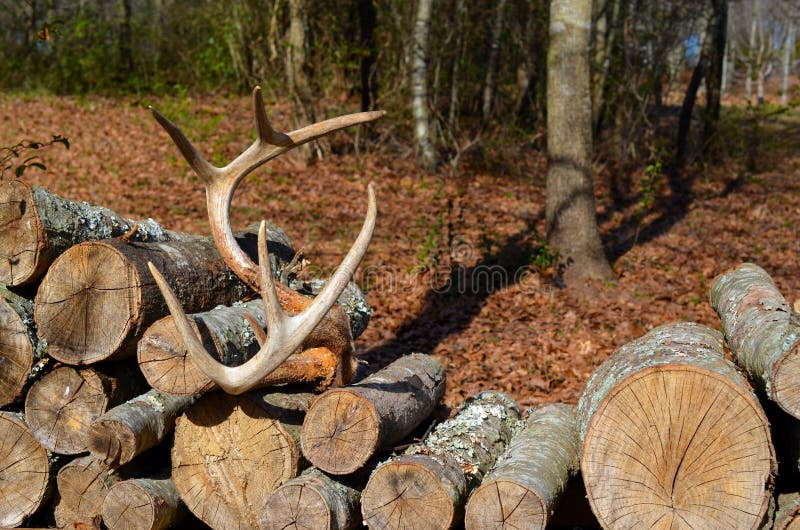 Antlers resting on a stack of firewood