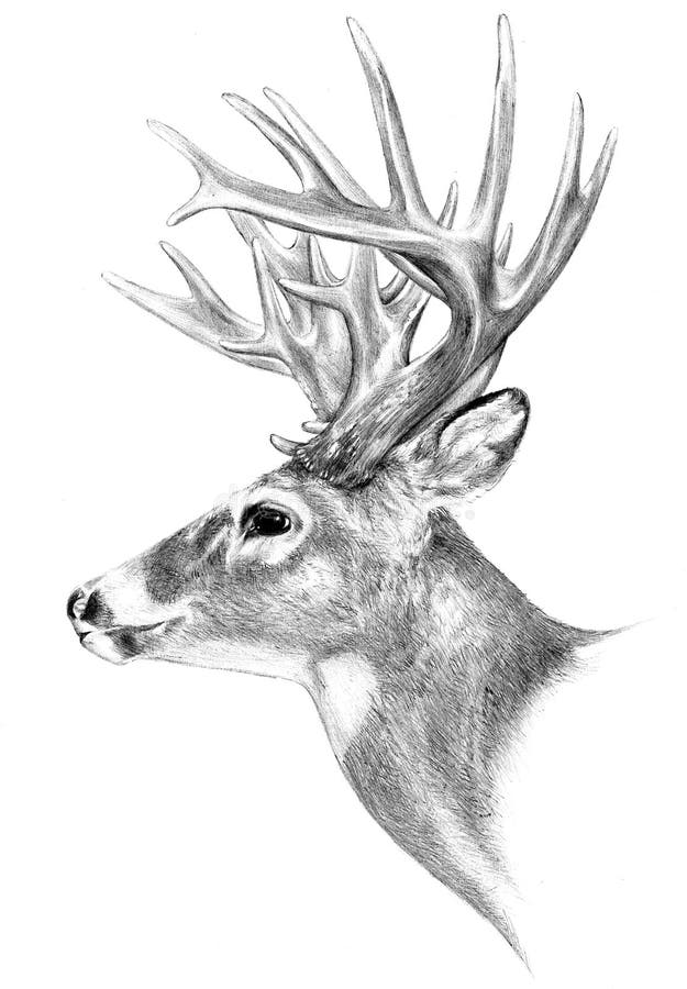 Antlers больших денег охотясь иллюстрация, нарисованная рука иллюстрация штока