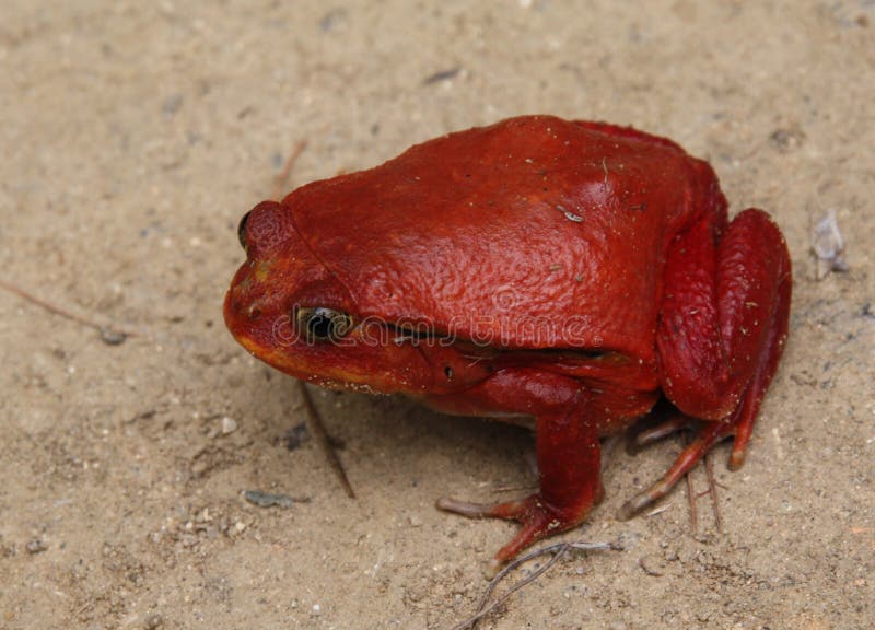 antongili dicophus青蛙拉丁命名蕃茄 库存照片 antongili dicophus青蛙拉丁命名蕃茄 库存照片