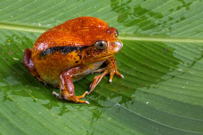 antongili dicophus青蛙拉丁命名蕃茄 免版税图库摄影 antongili dicophus青蛙拉丁命名蕃茄 免版税图库摄影