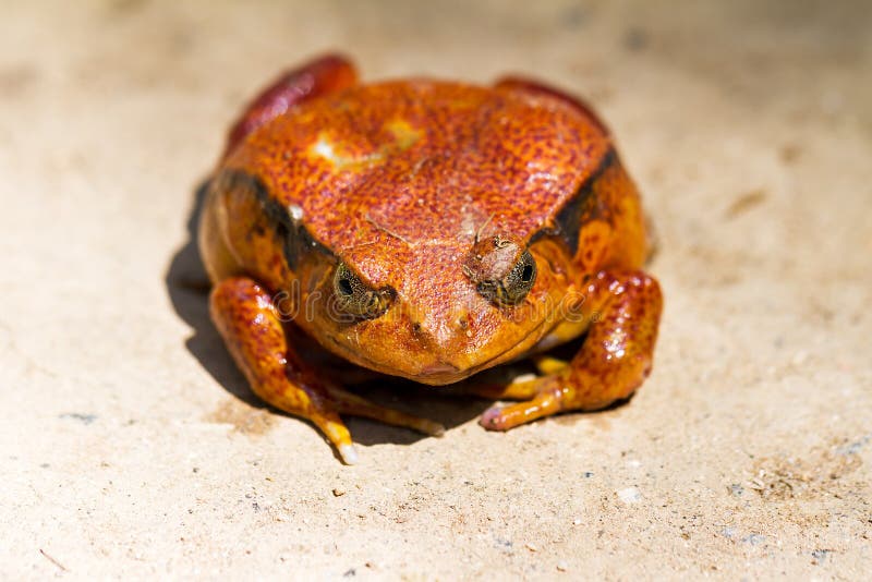 Antongilii Dyscophus стоковая фотография Antongilii Dyscophus стоковая фотография