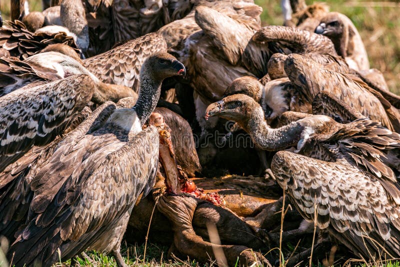 Vultures flock feasting on the carcass at the Maasai Mara National Game Reserve park rift valley Narok county east Africa Nature C