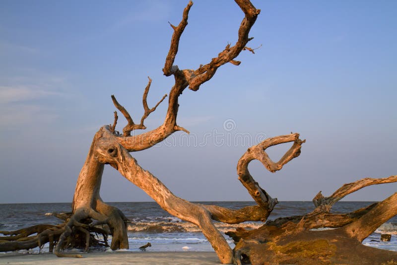 Antriebholz am Ozeanstrand. stockfoto Antriebholz am Ozeanstrand. stockfoto
