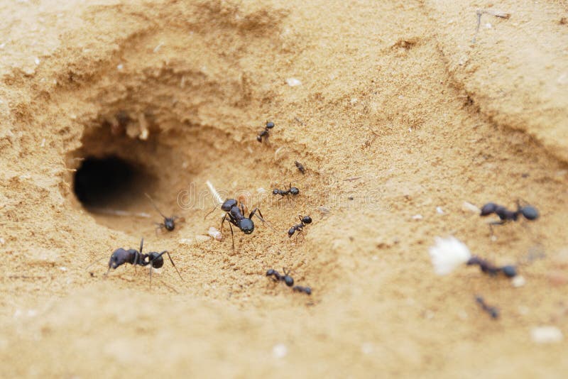 Čierna mravce v púšti v blízkosti mravenisko.
