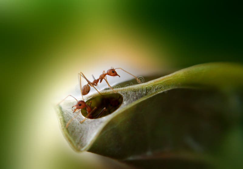 Mravce budovať svoje hniezdo s tímovej práce.