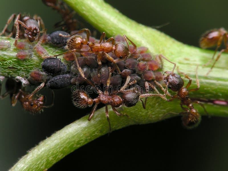 Заболевшие муравьи. Вредители муравьев. Вредители растений муравьи. Вредитель муравейника. Муравьиное растение.